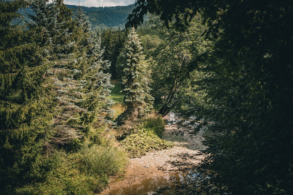 bieszczady forest river