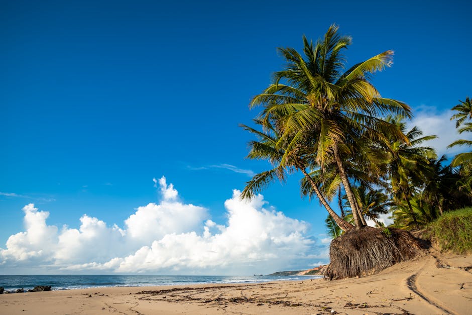 brazilian beach with palm trees