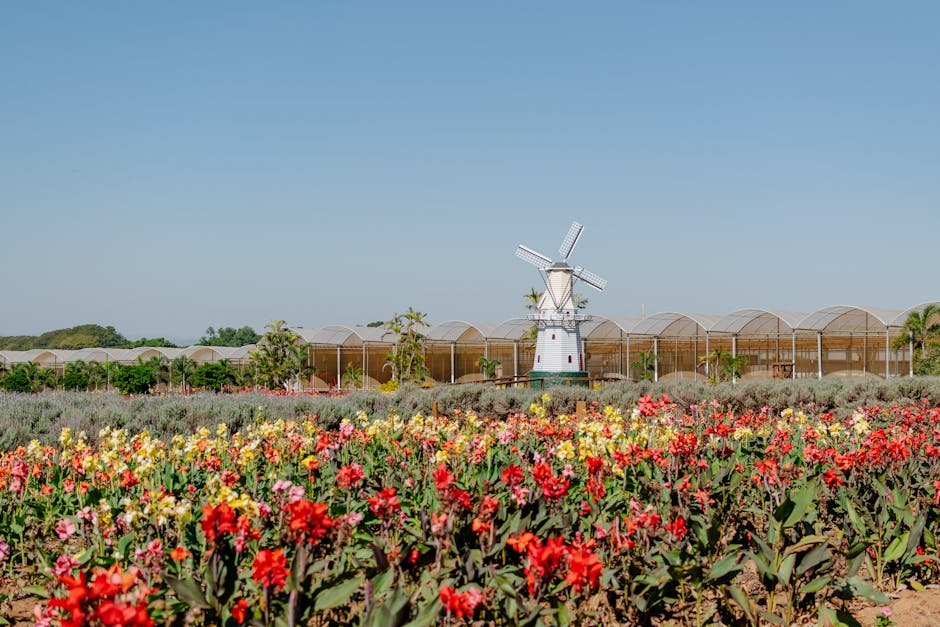 colorful flower fields holambra