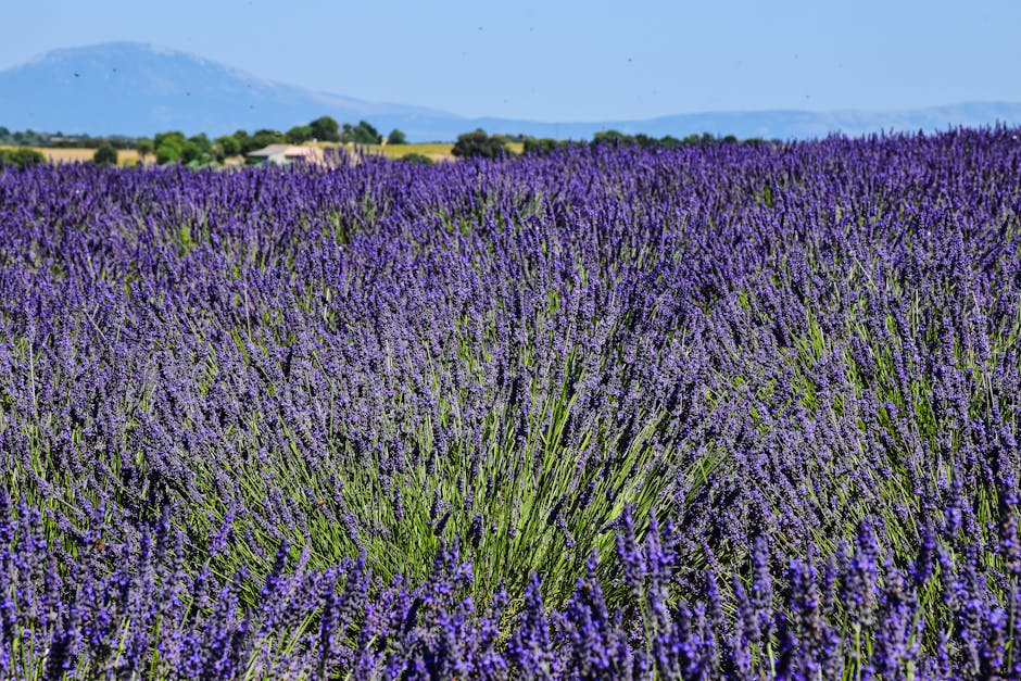 countryside france lavender