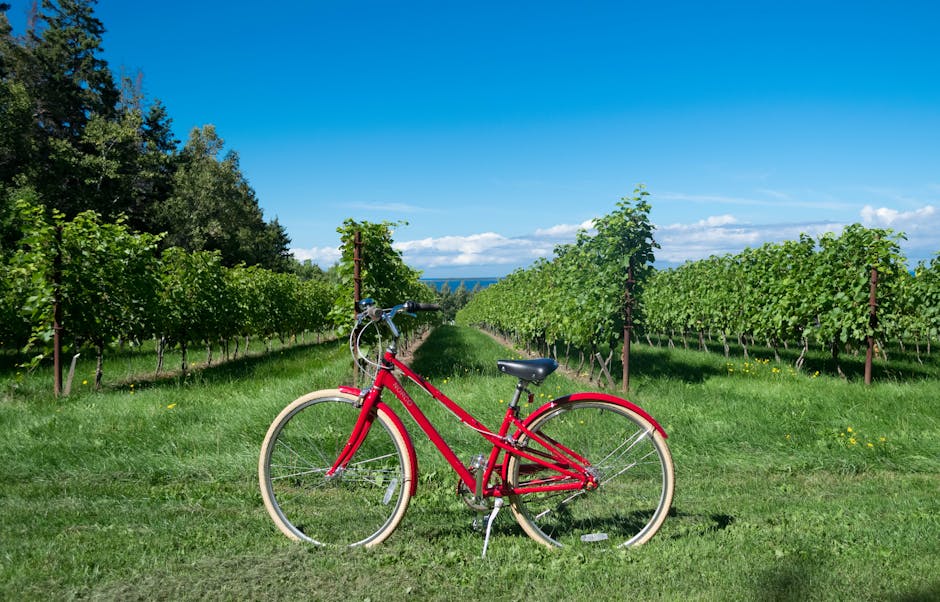family cycling through vineyard