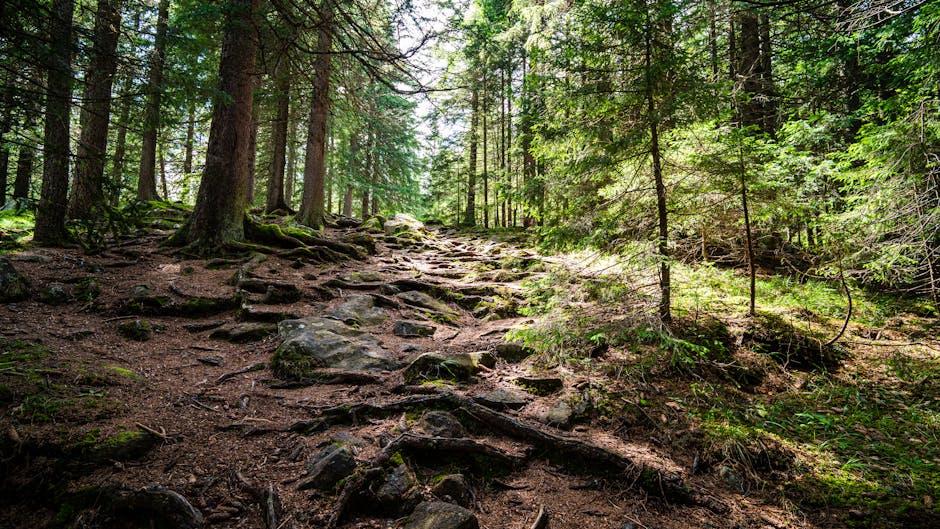 fichtelgebirge forest hiking trail