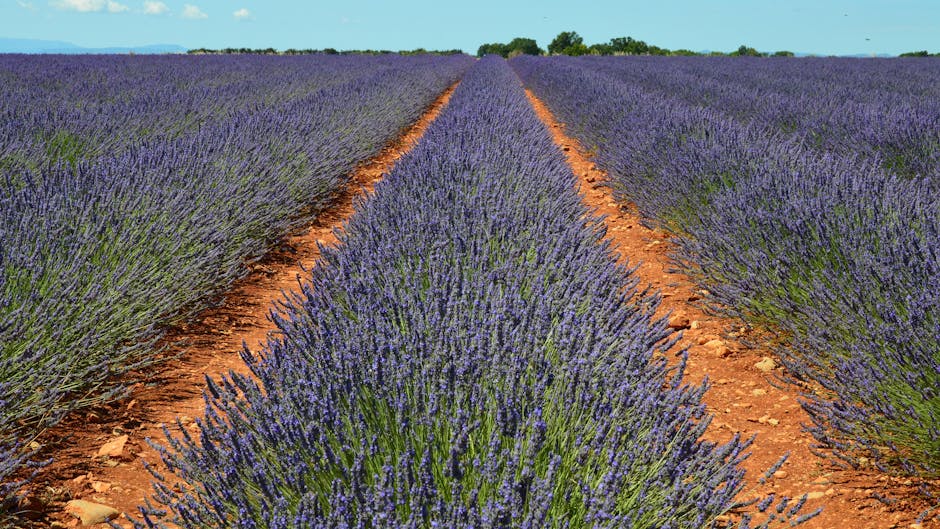 french countryside lavender