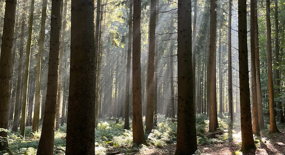 german forest hike