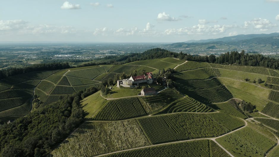 german vineyard