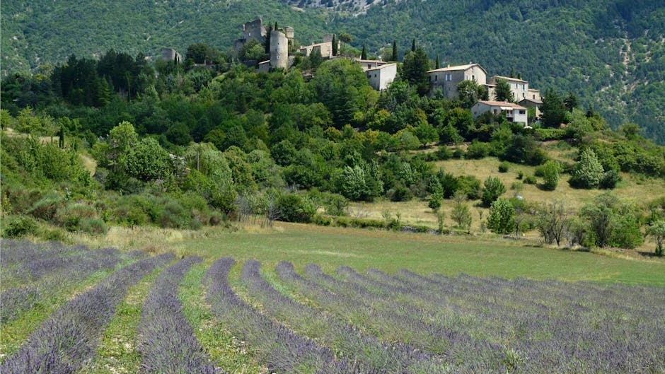 lavender field with historic village in background