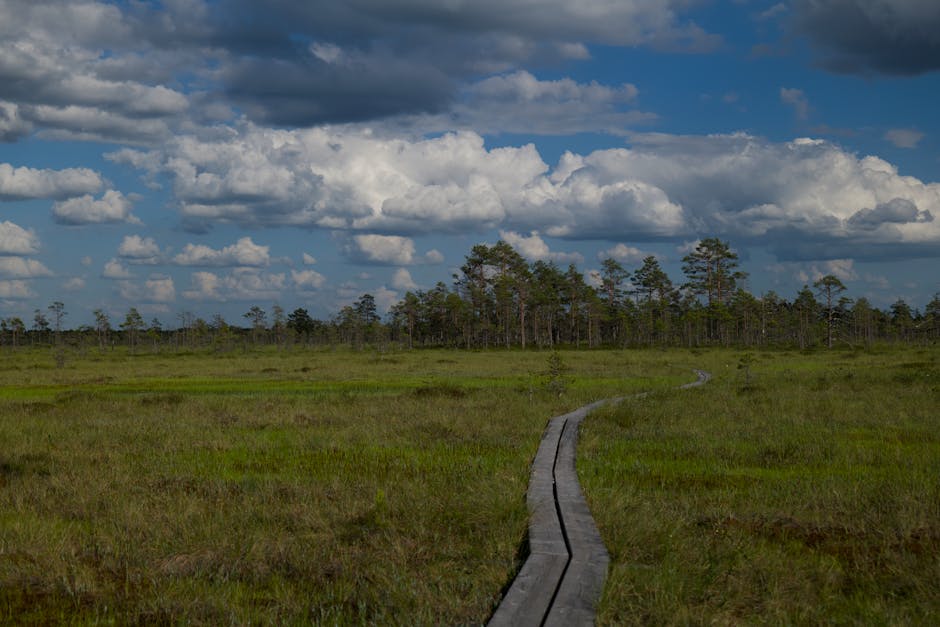 Polesie National Park wetlands