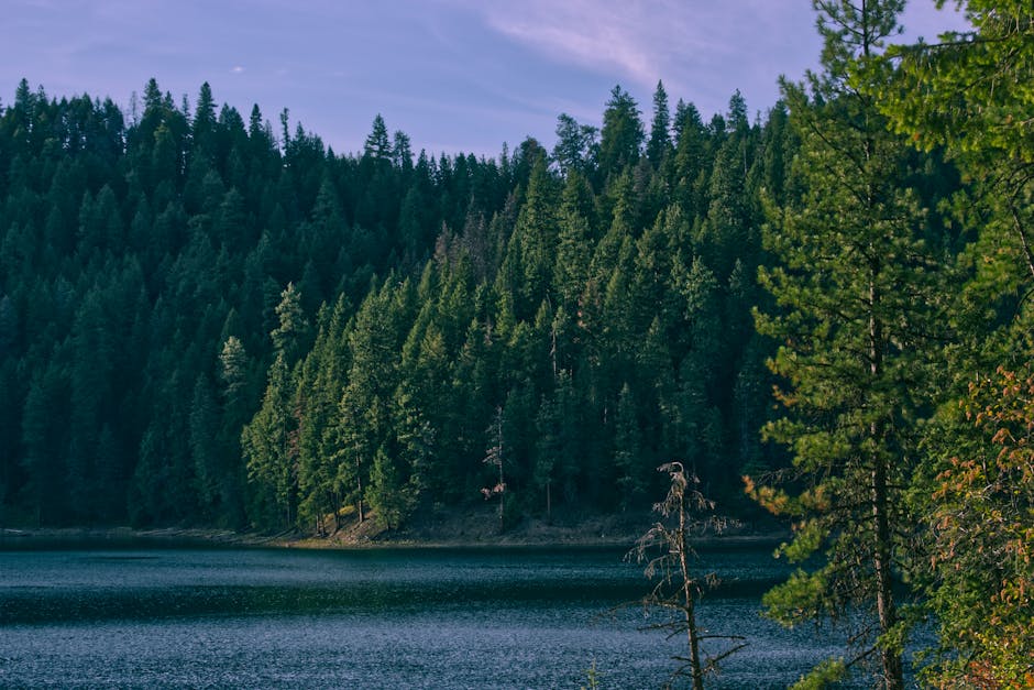 serene lake in forest